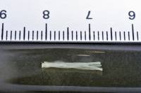 Fibres musculaires de crabe - eau distillée et HCN